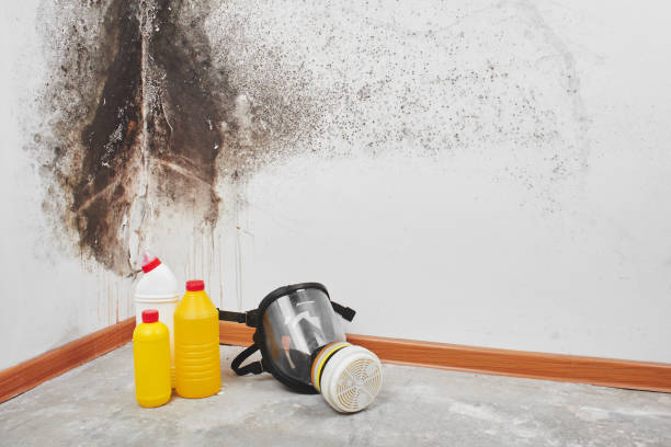 Best Mold Remediation Services  in Leonard, TX