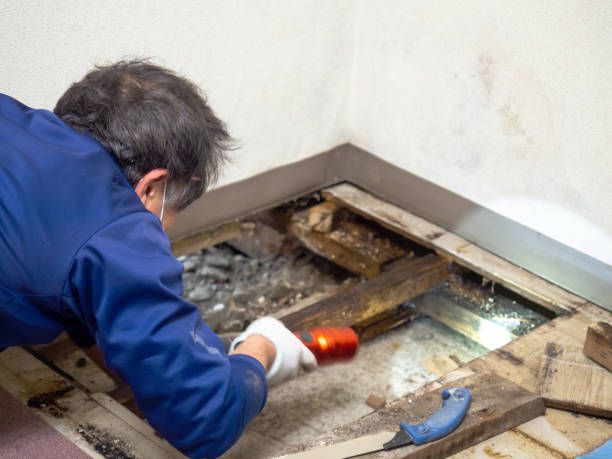 Best Same-Day Mold Removal  in Leonard, TX