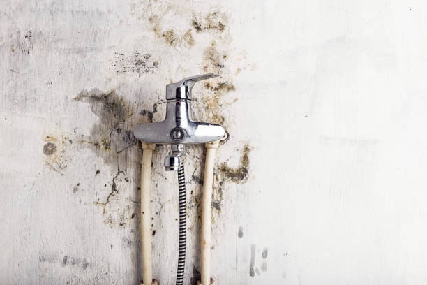 Best Toxic Mold Removal  in Leonard, TX