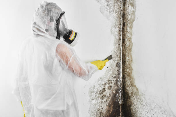 Best Mold Testing  in Leonard, TX