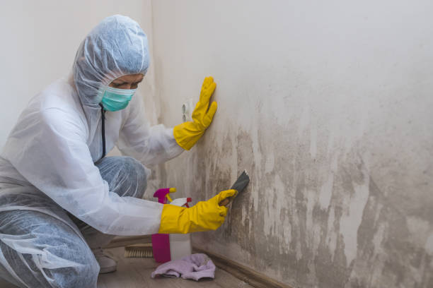 Best Mold Removal Company Near Me  in Leonard, TX