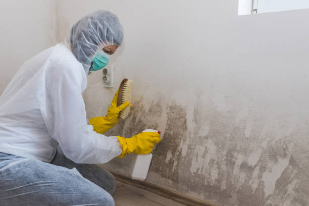 Leonard, TX Mold Removal Company