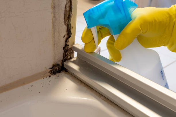 Best Best Mold Removal Companies  in Leonard, TX
