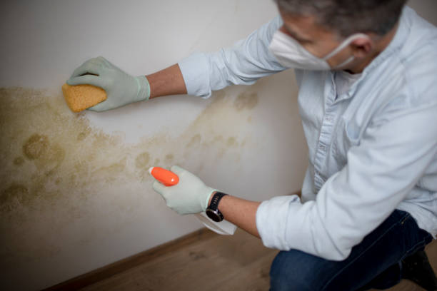 Best Emergency Mold Removal  in Leonard, TX