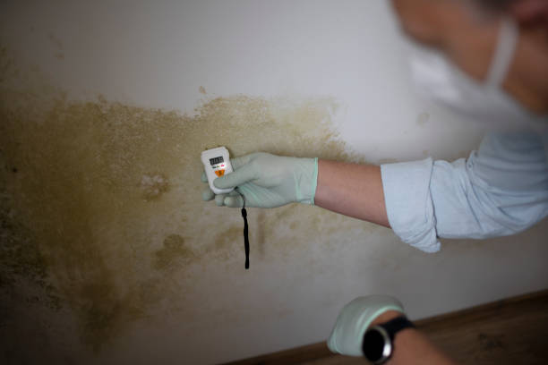 Best Mold Damage Repair  in Leonard, TX
