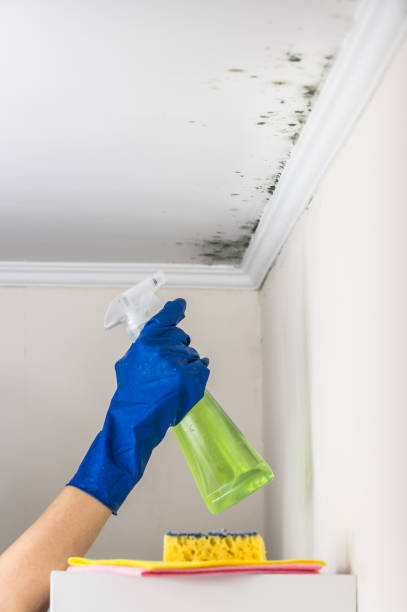 Professional Mold Removal in Leonard, TX
