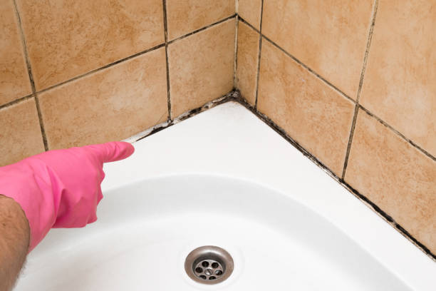Mold Removal and Inspection in Leonard, TX